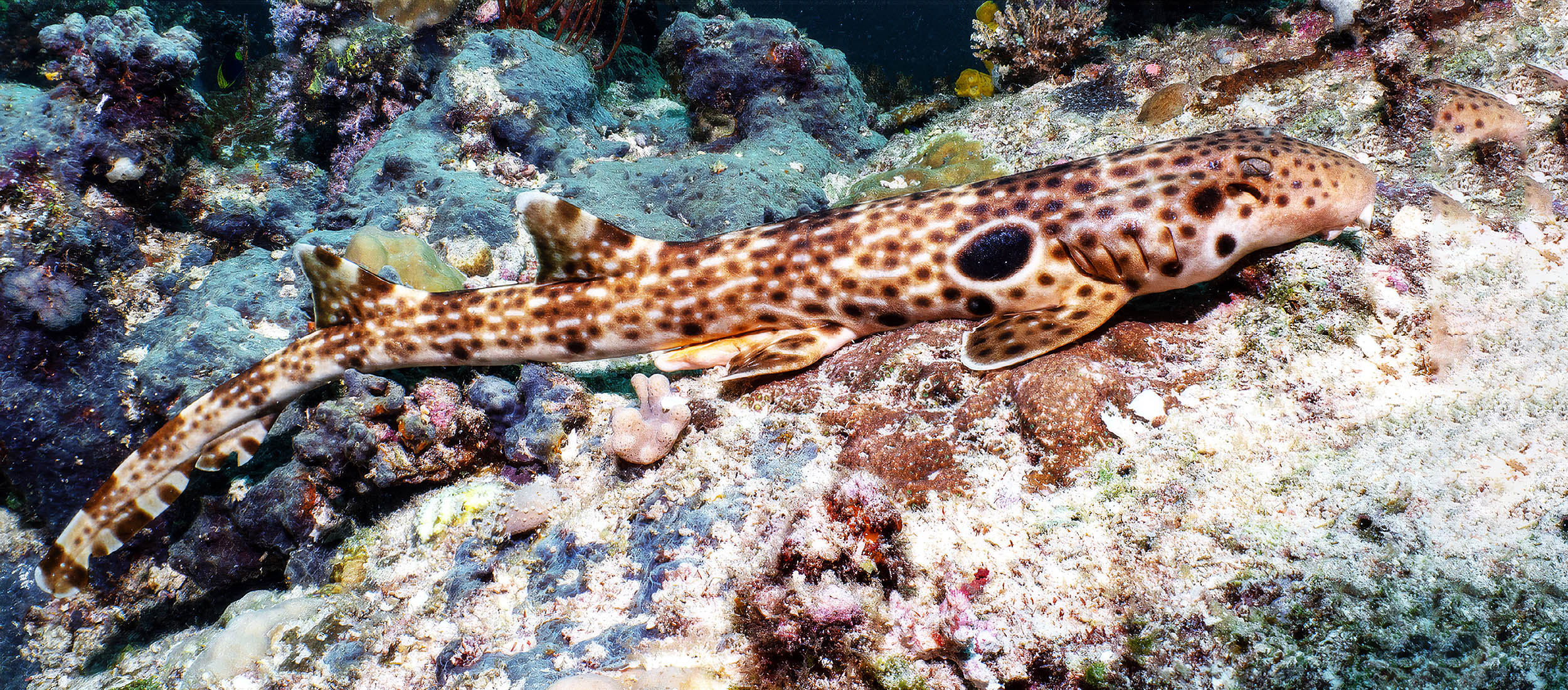 New species of walking shark discovered off the coast of Papua New Guinea