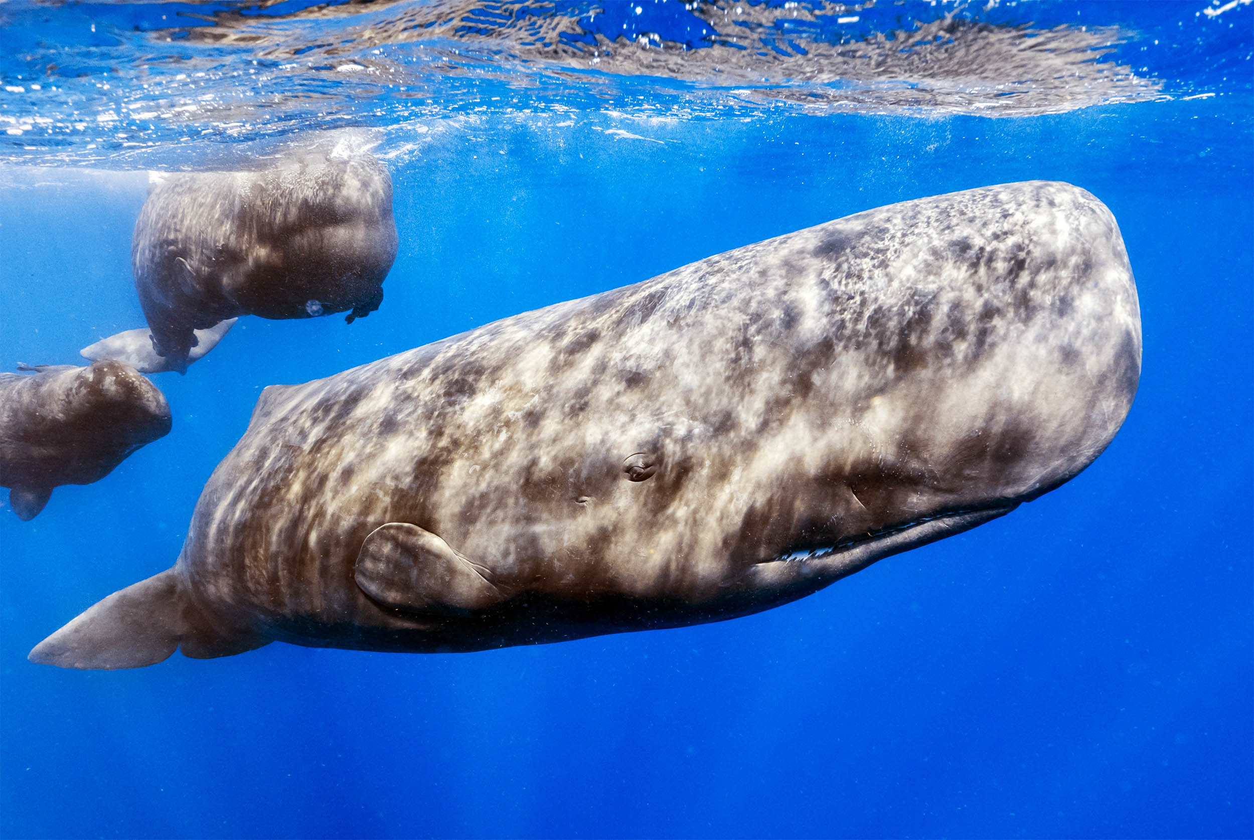 Male sperm whales produce the loudest communication sounds of any mammal on Earth