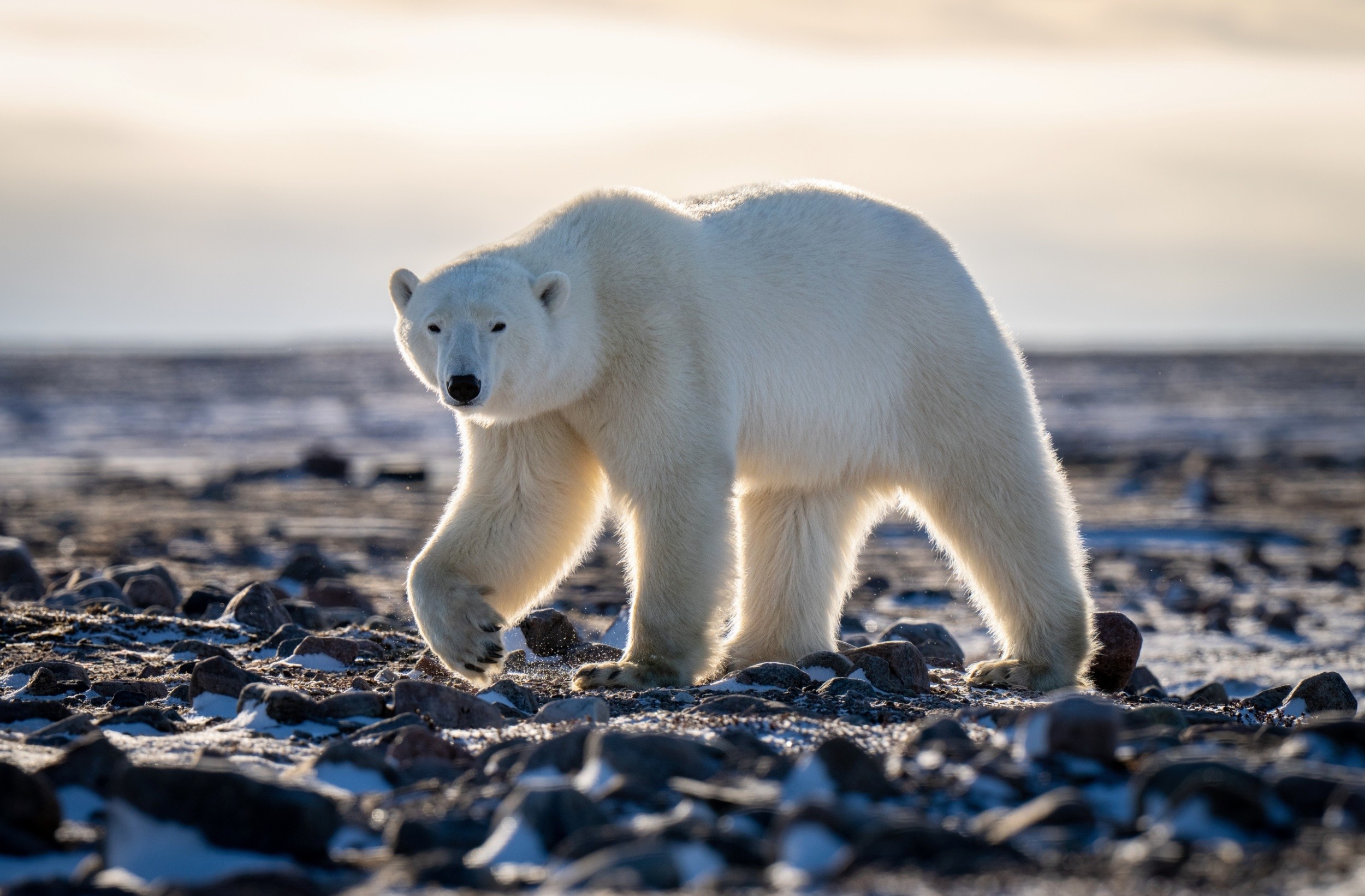Hungry polar bears are raiding seabird colonies as sea ice vanishes