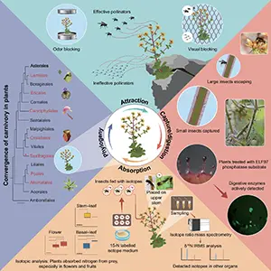 Phylogenetic convergence of Saxifraga candelabrum and key processes of prey attraction, capture, digestion, and absorption, supported by field experiments, enzymatic assays, and stable isotope labeling. 15N denotes a stable nitrogen isotope. Credit: Nature Communications