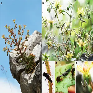Morphology of Saxifraga candelabrum. (A) Flowering plants thriving in stone crevices. (B) Plants covered by insect prey. (C) Erect scape; close up of rachis. (D) Leaf with insect prey. (E) Calyx and pedicel. These photos (especially c–e) show the sticky reddish glandular hairs and captured insect prey on different parts of the plant. Credit: Nature Communications