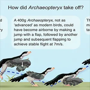 An illustration of how Archaeopteryx could have taken off. Credit: University of Southampton