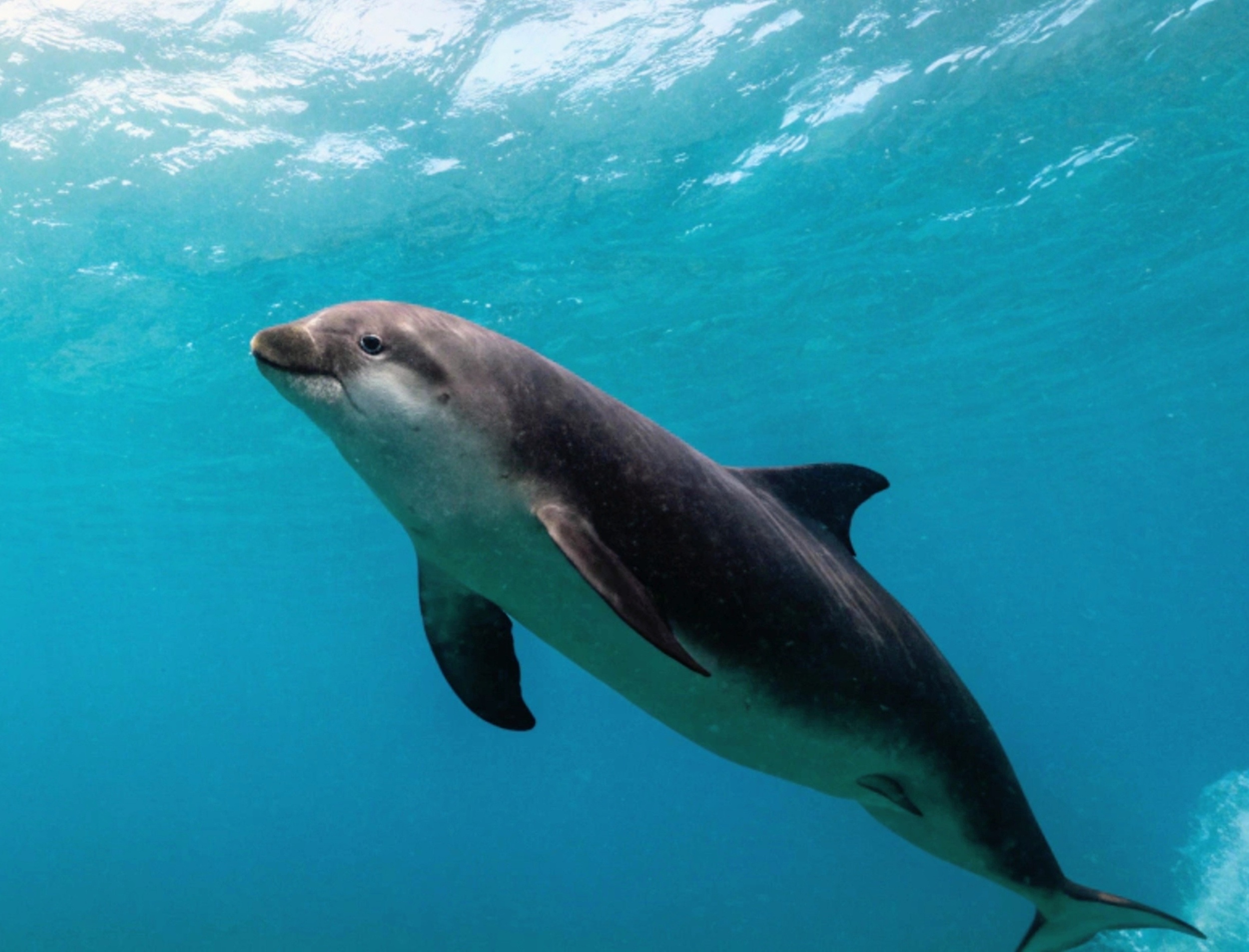 Recording captures porpoise entanglement in fishing net