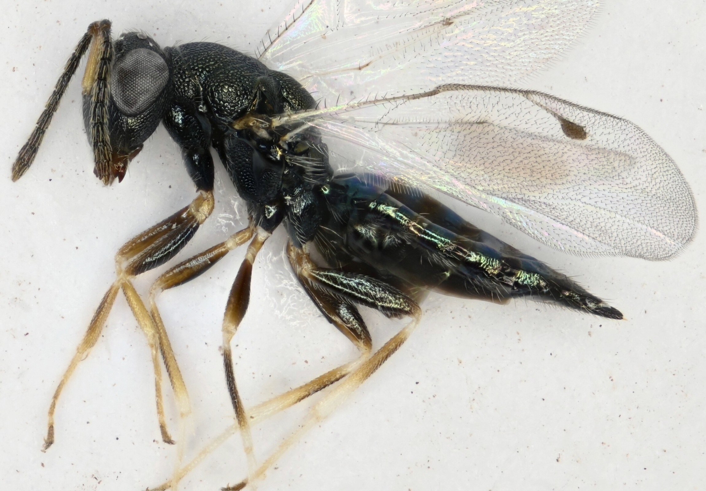 Five tiny wasps discovered in Cyprus exist nowhere else on Earth
