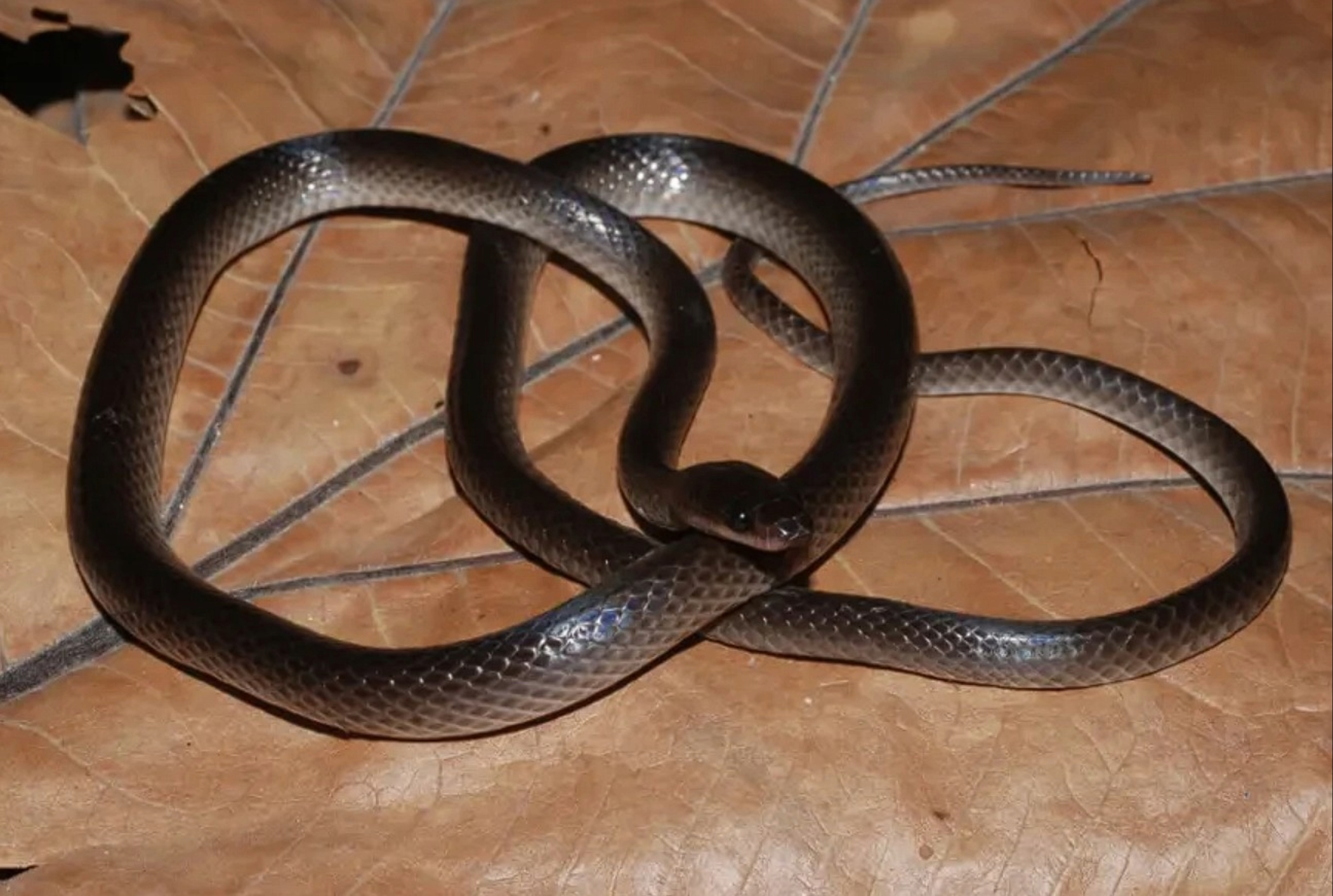 Newly discovered snake named after Guns Nβ Roses guitarist Slash