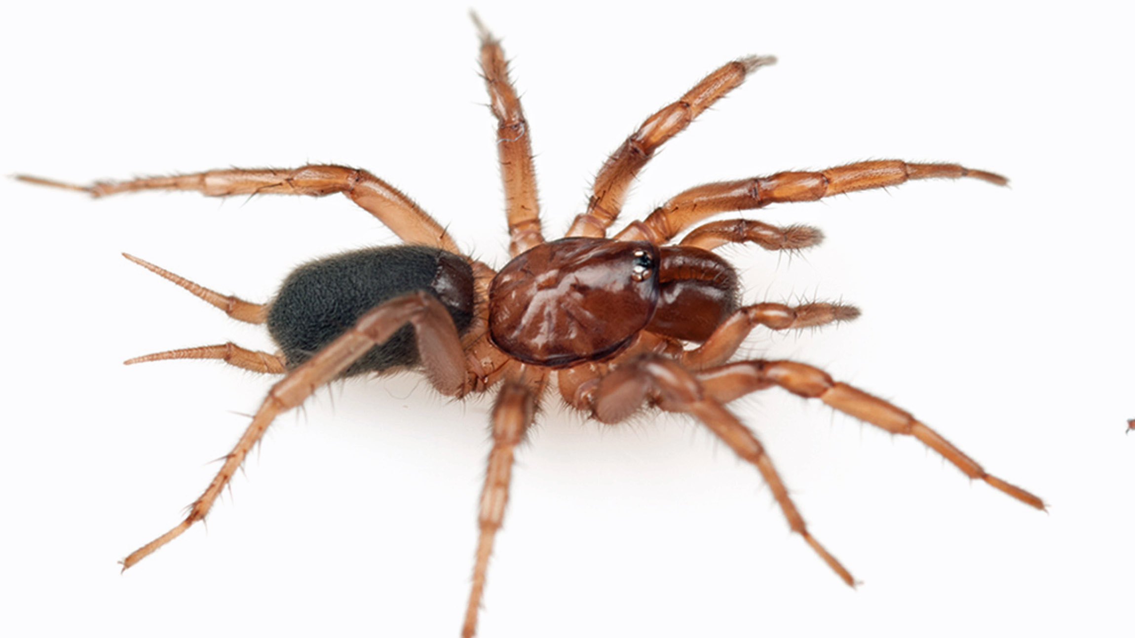 Newly discovered Idaho spider named after university mascot