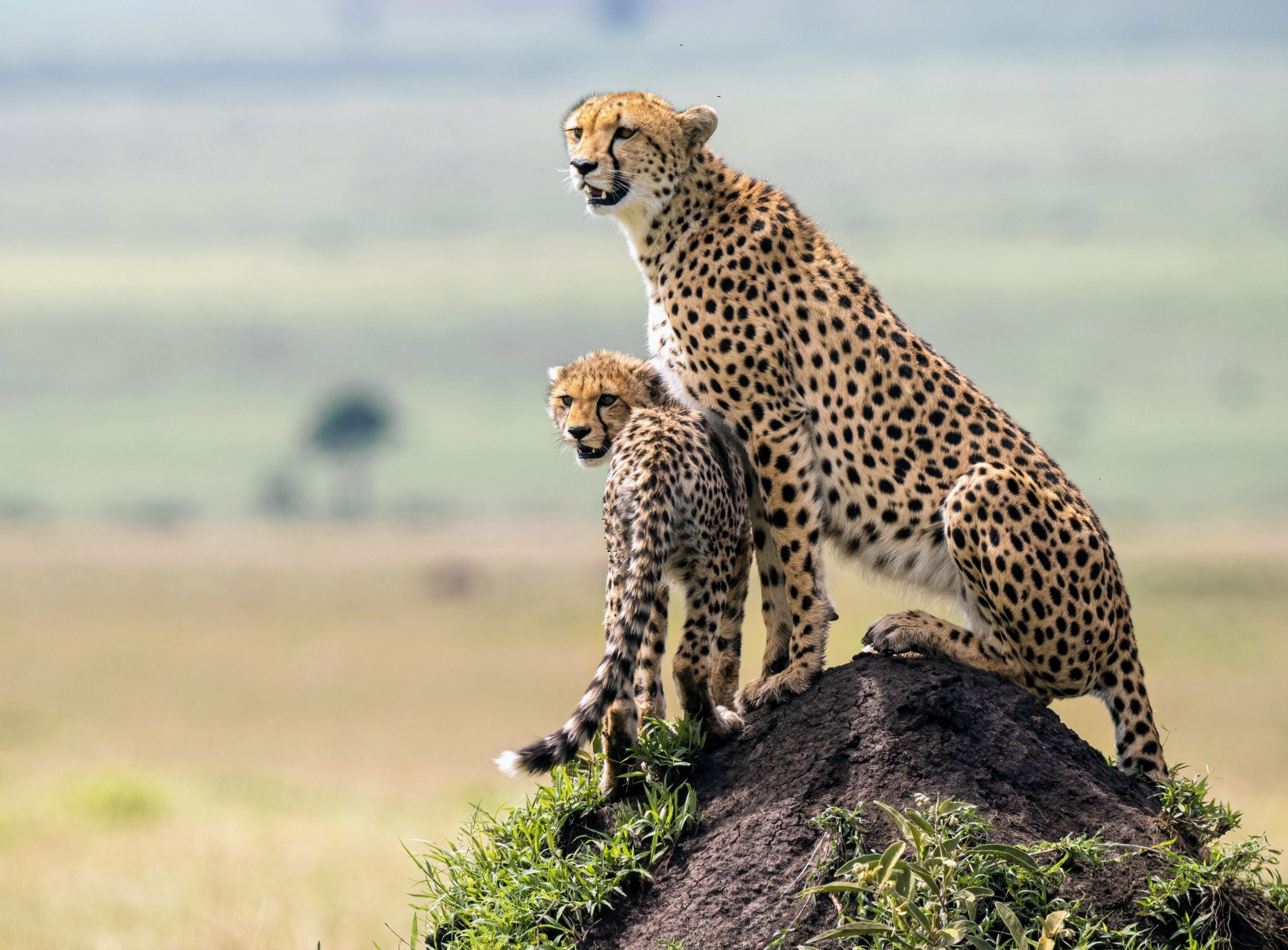 American cheetah was not actually a cheetah, DNA reveals