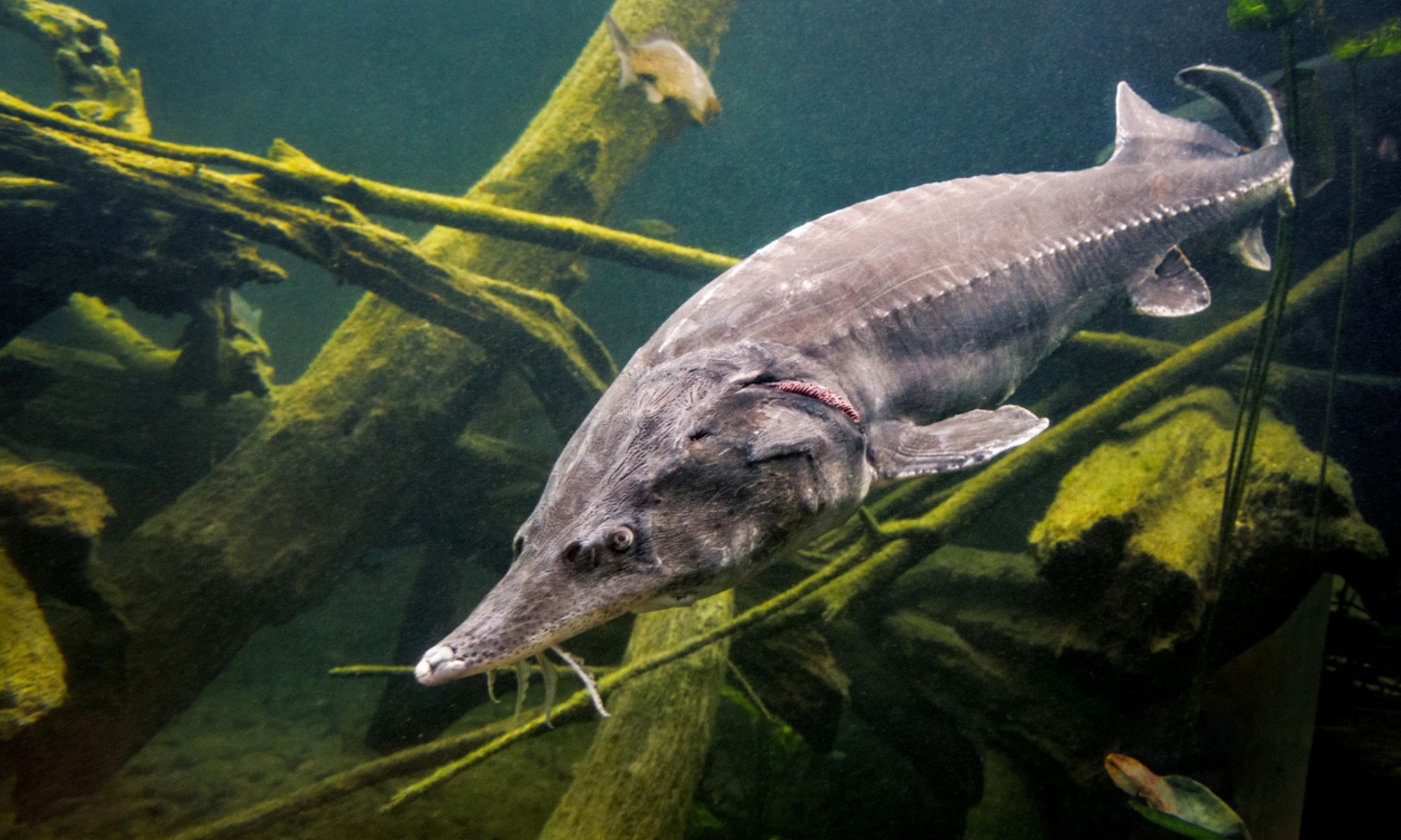 This ‘living dinosaur’ survives up to 427 years and ranks among the world’s longest-lived vertebrates