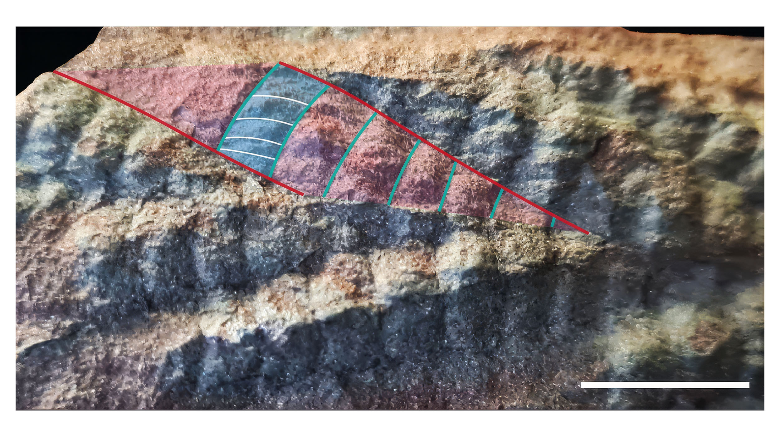 3D animal fossil dates back 560 million years, making it one of the oldest ever discovered