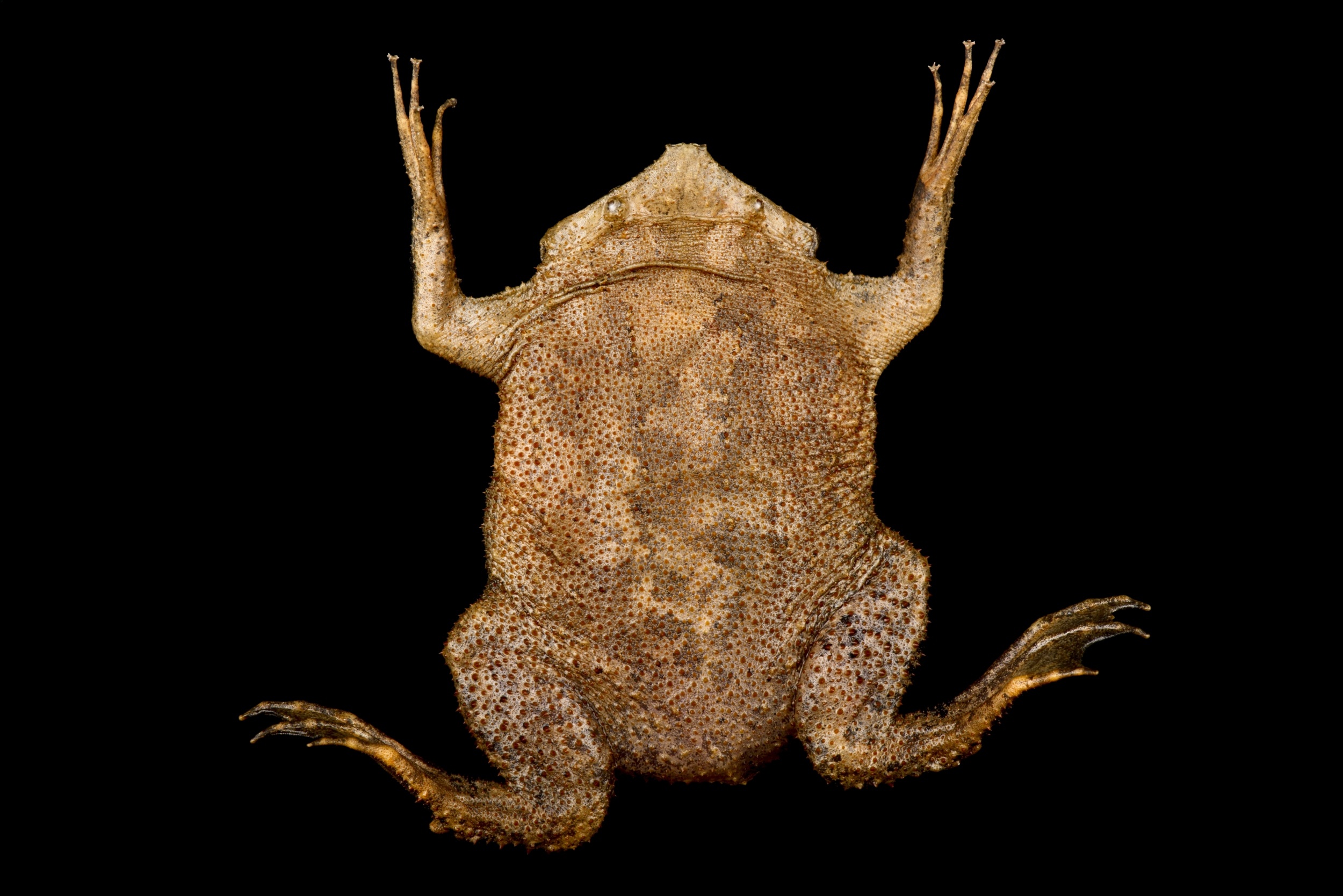Frog’s bizarre fingertips work like a second set of eyes