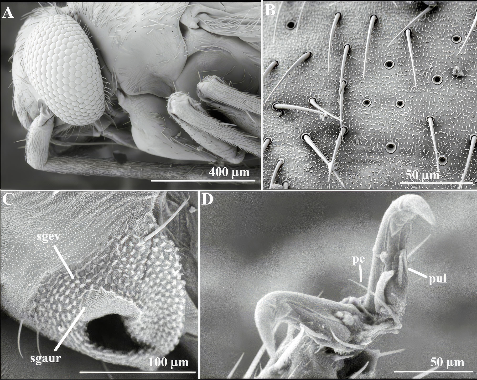 Taylor Swift just became the namesake of a newly-discovered insect