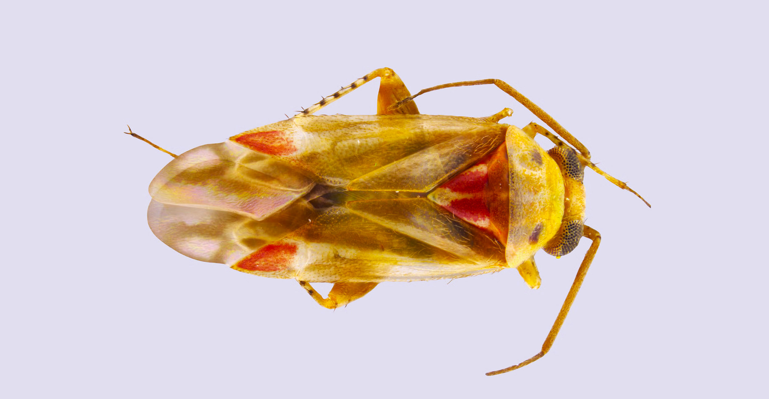 Taylor Swift just became the namesake of a newly-discovered insect