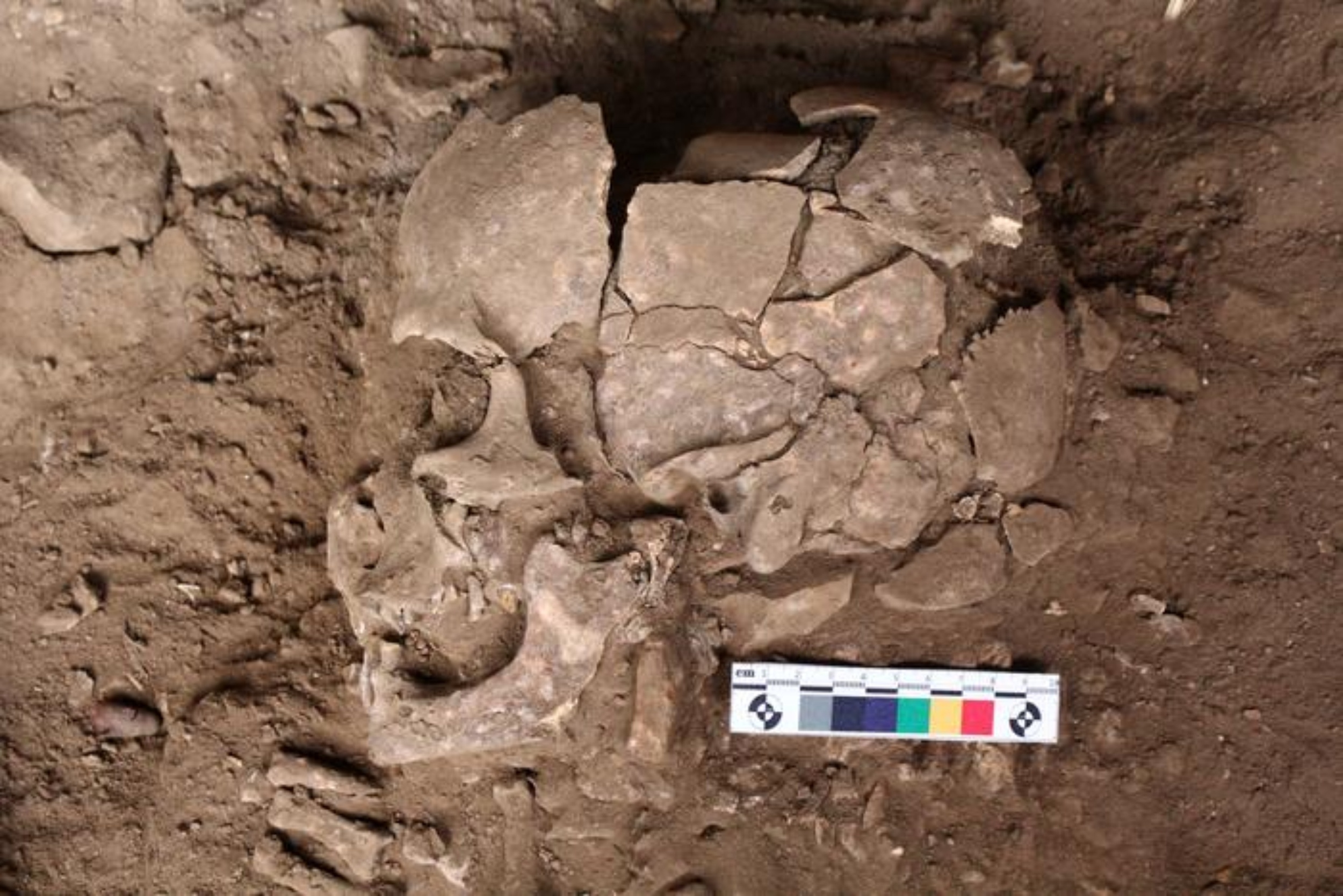 Ancient teeth reveal humans were getting high 25,000 years ago