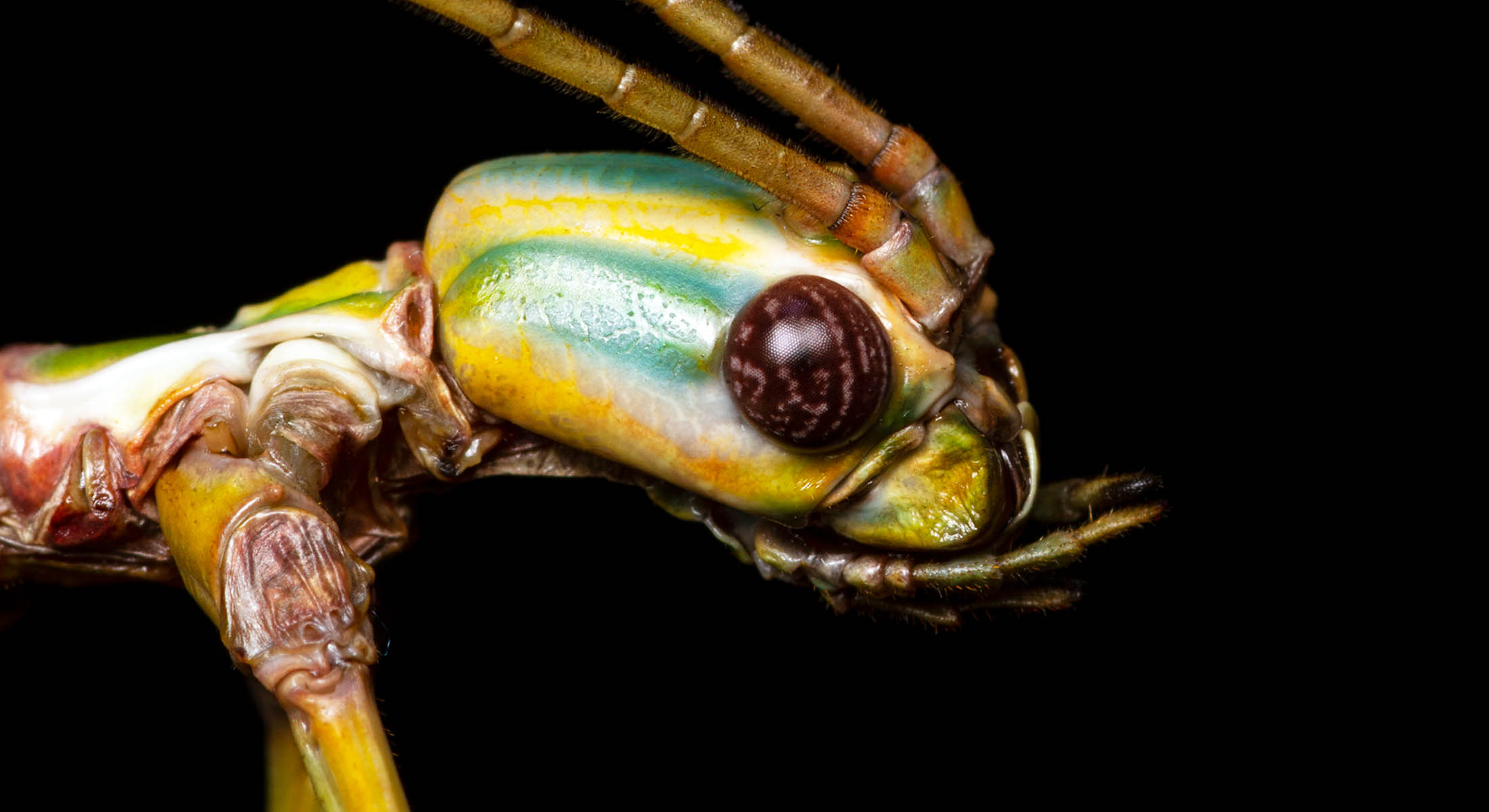 Two new species of giant stick insects discovered in Australia