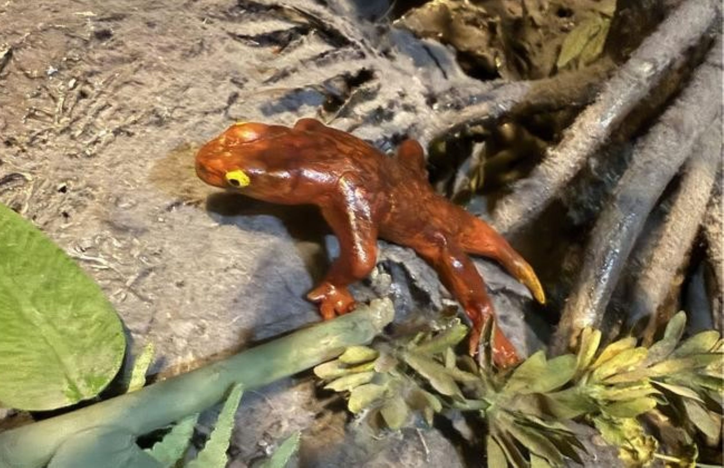 300-million-year-old fossil was hiding a different animal