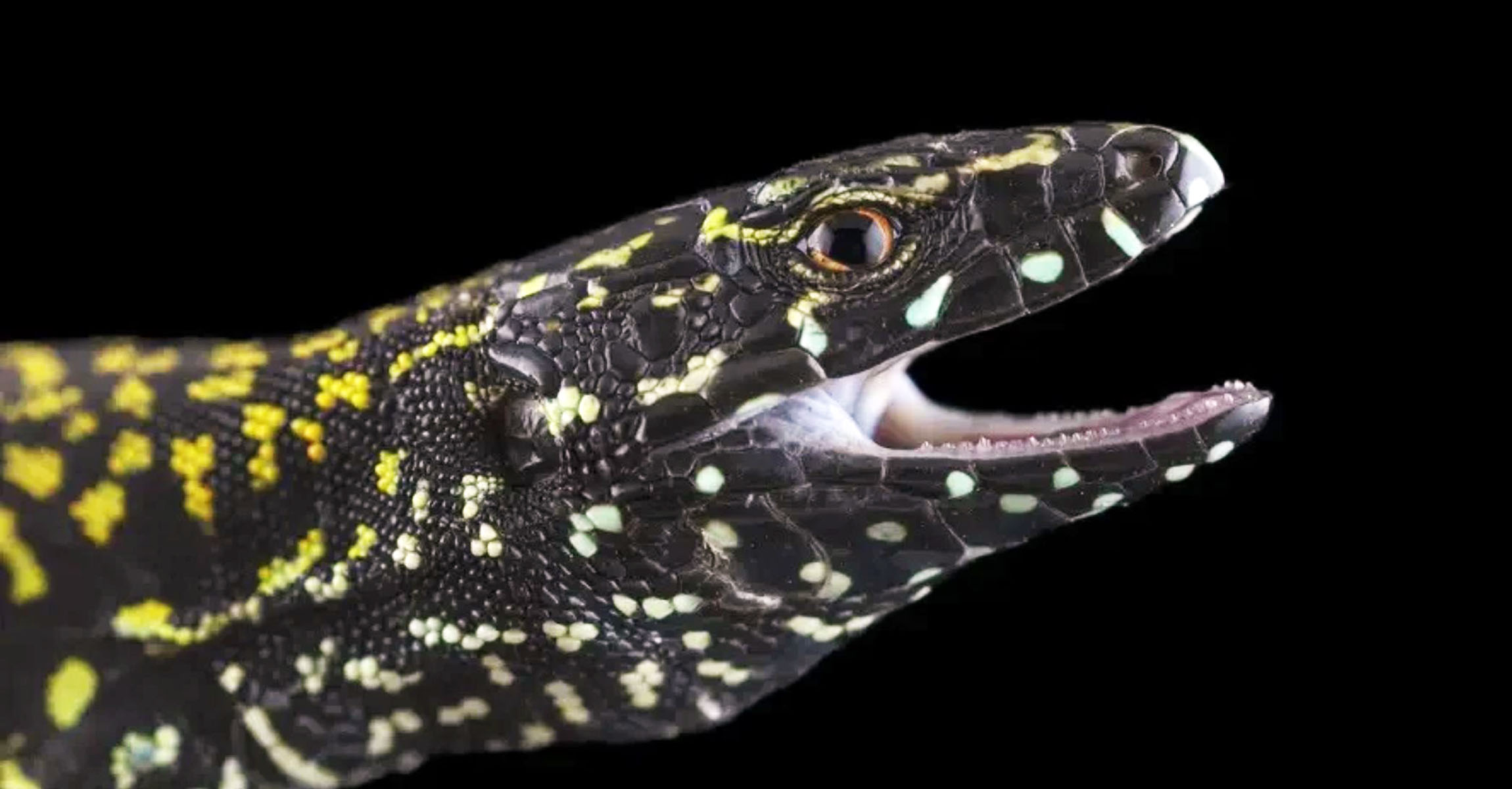 Aggressive ‘Hulk lizards’ are erasing millions of years of evolution in record time
