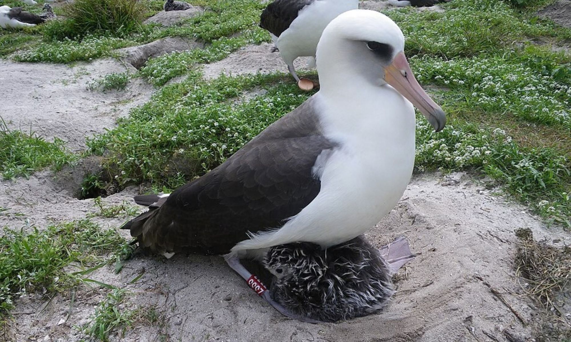 A biologist banded her in 1956, and the world’s oldest known wild bird is still nesting on the same island today
