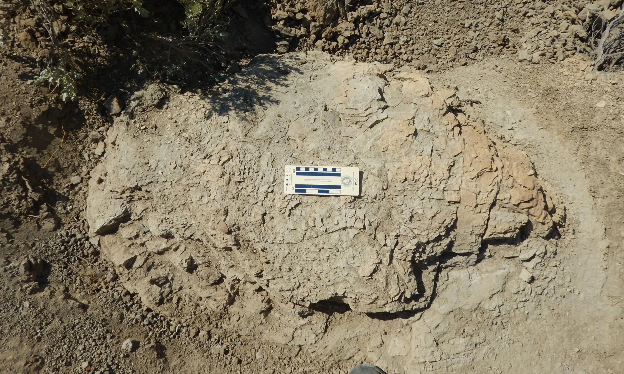 Four fossil footprints found by a high school teacher may be the first recorded consecutive steps made by an adult T. rex