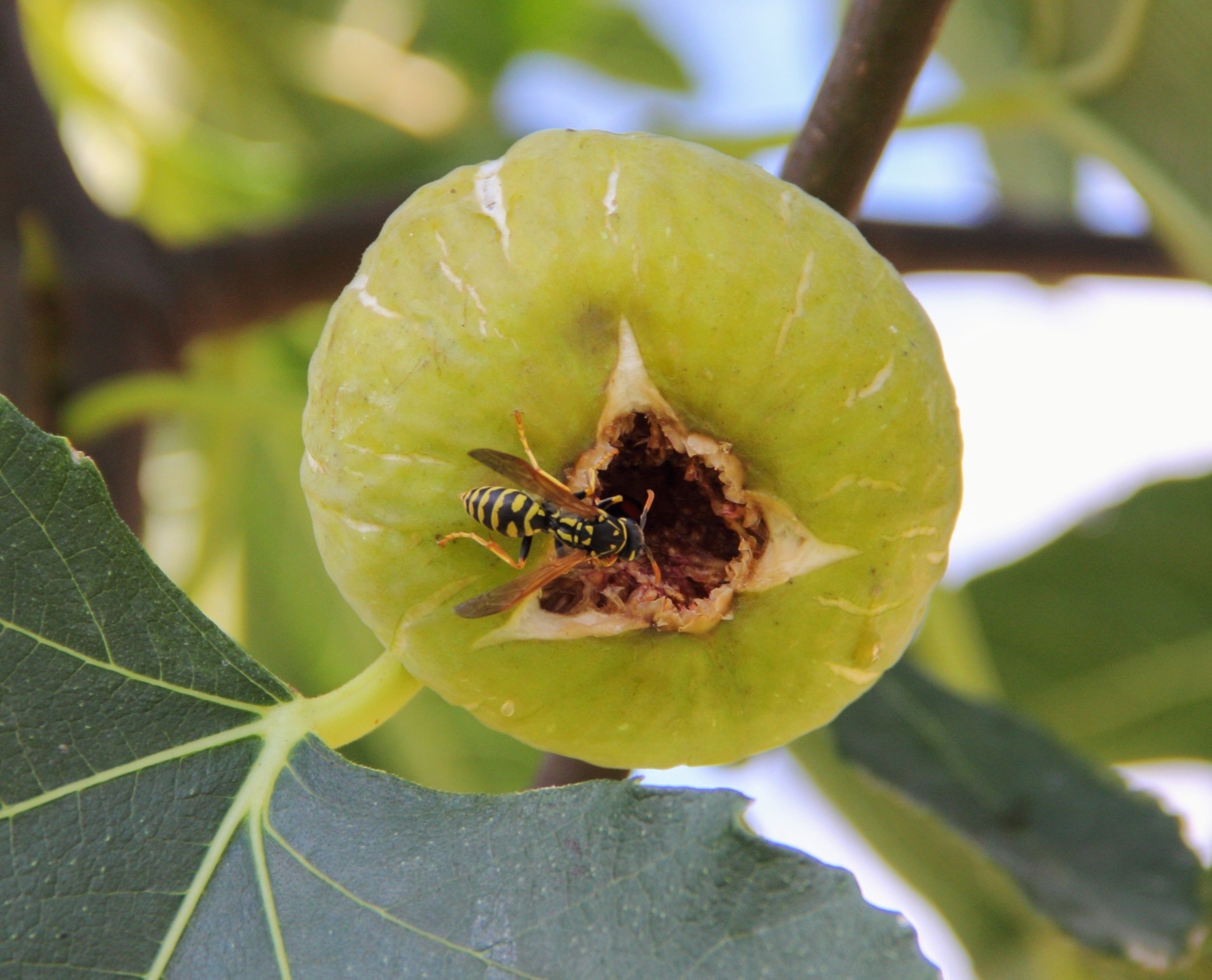 Flower that looks like a fig deceives one pollinator and rewards another