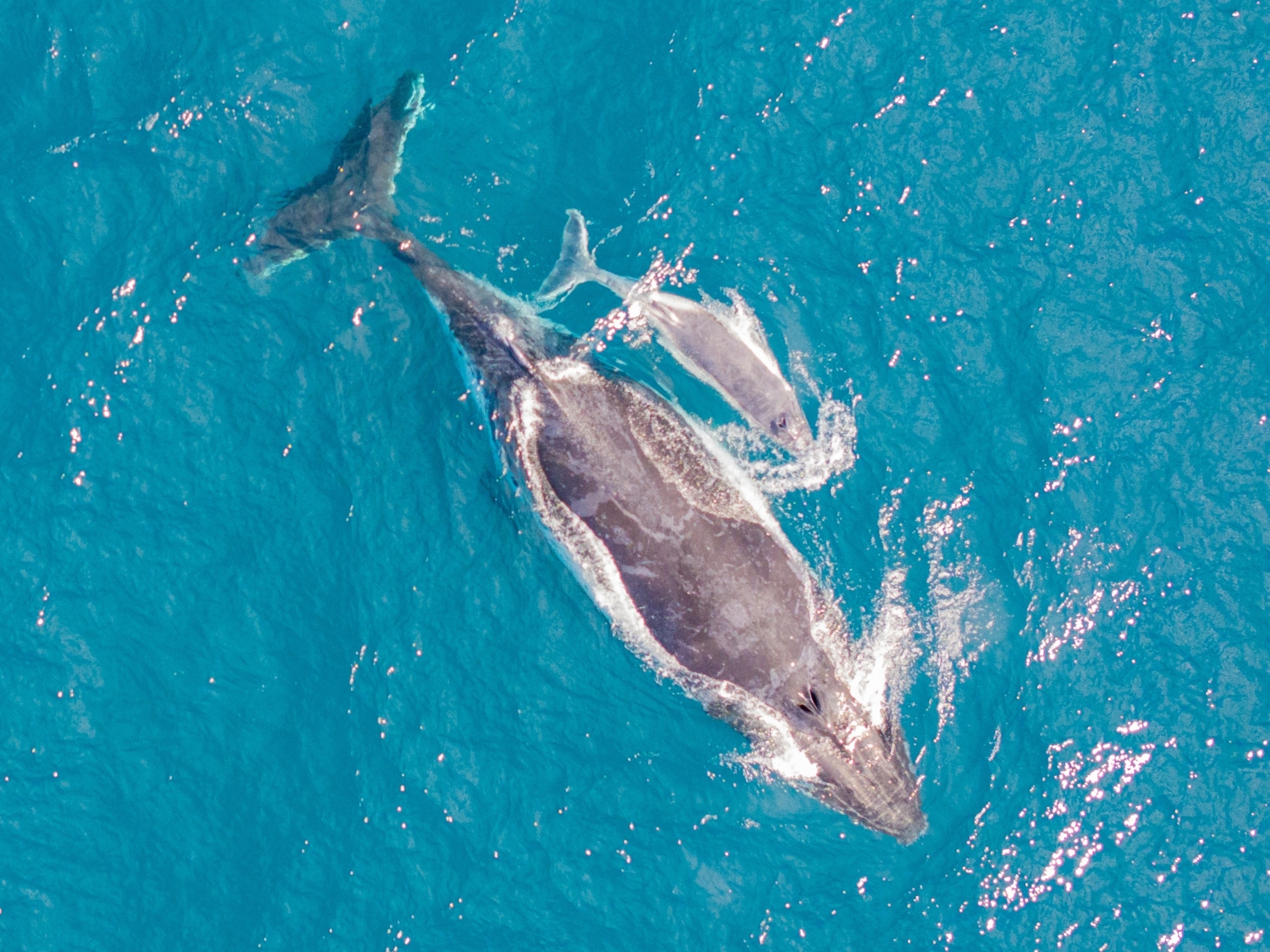 Humpback whale’s unusual response to dead calf raises questions about animal grief