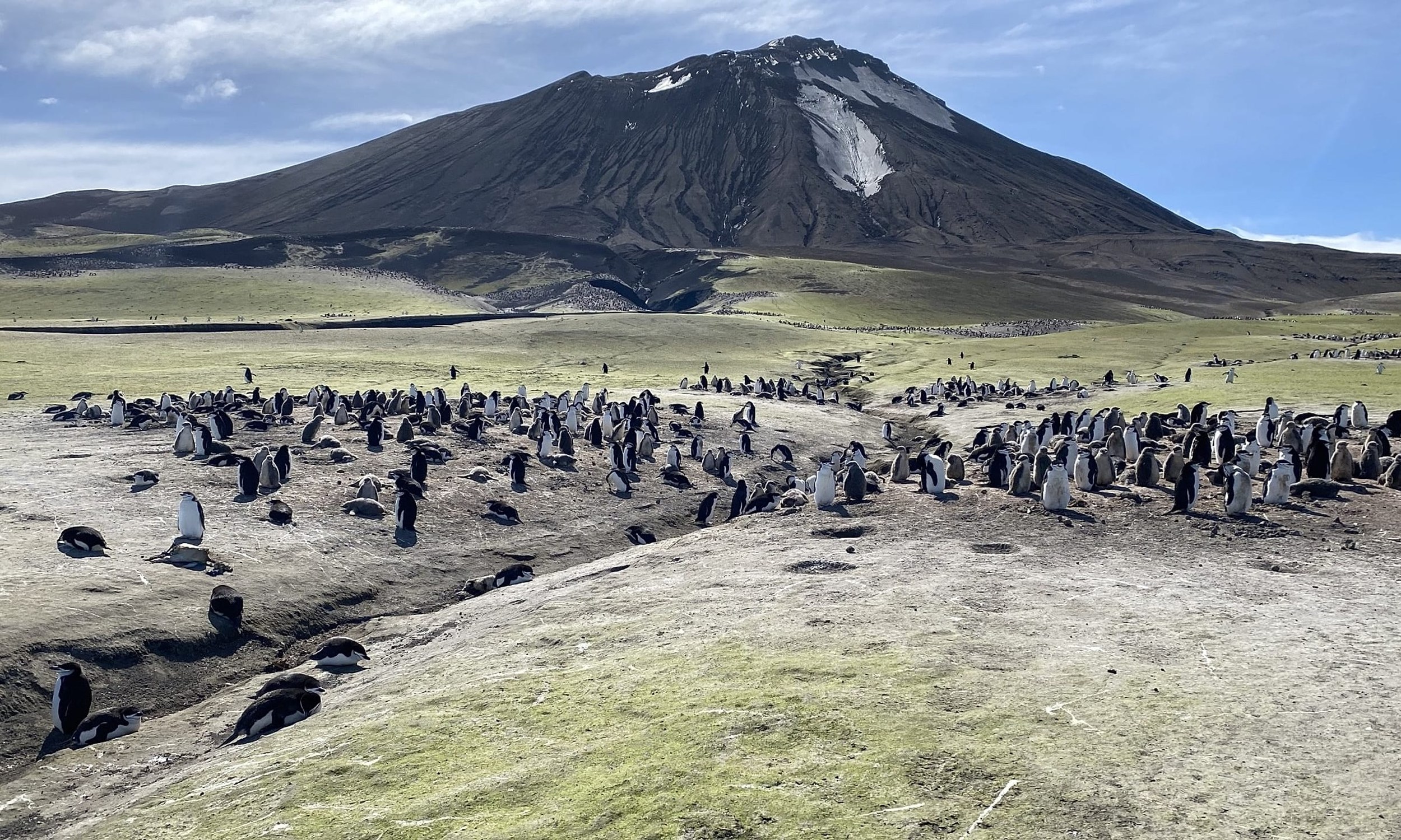 World's largest penguin colony loses its title after population collapse