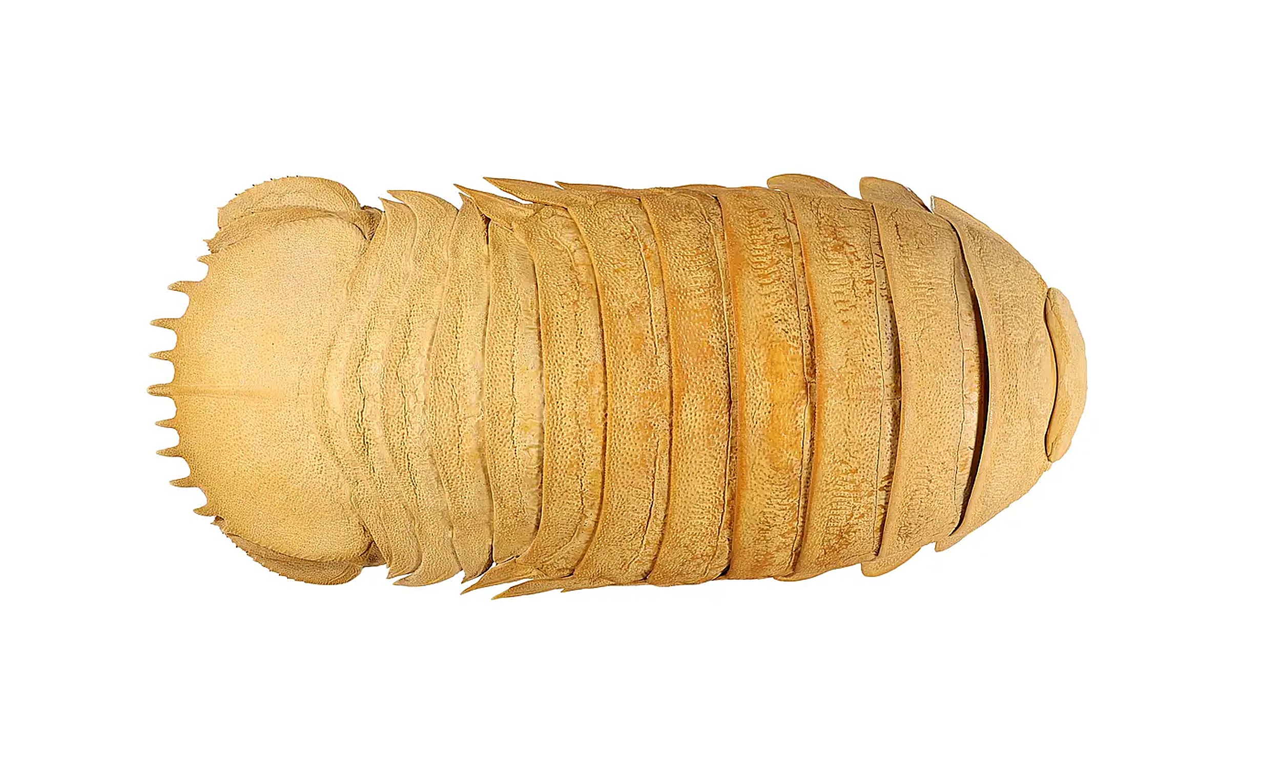 A giant isopod stored in Germany for decades turns out to be a new species