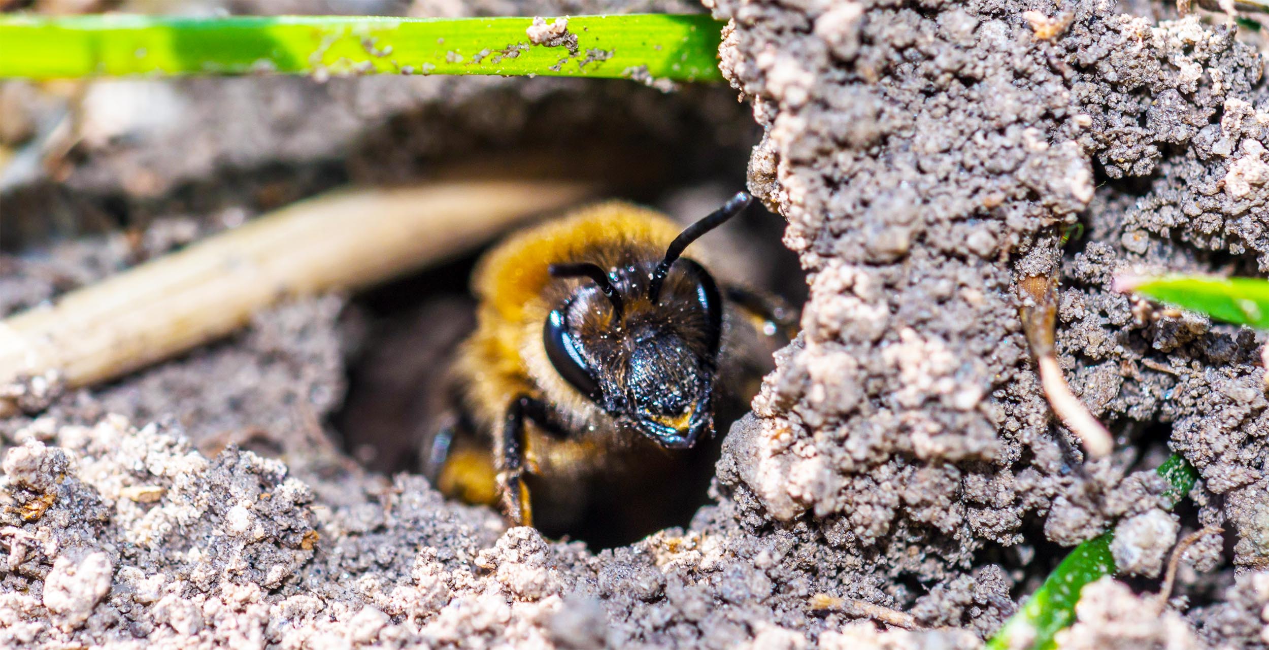 Millions of bees discovered living in the soil of a New York cemetery