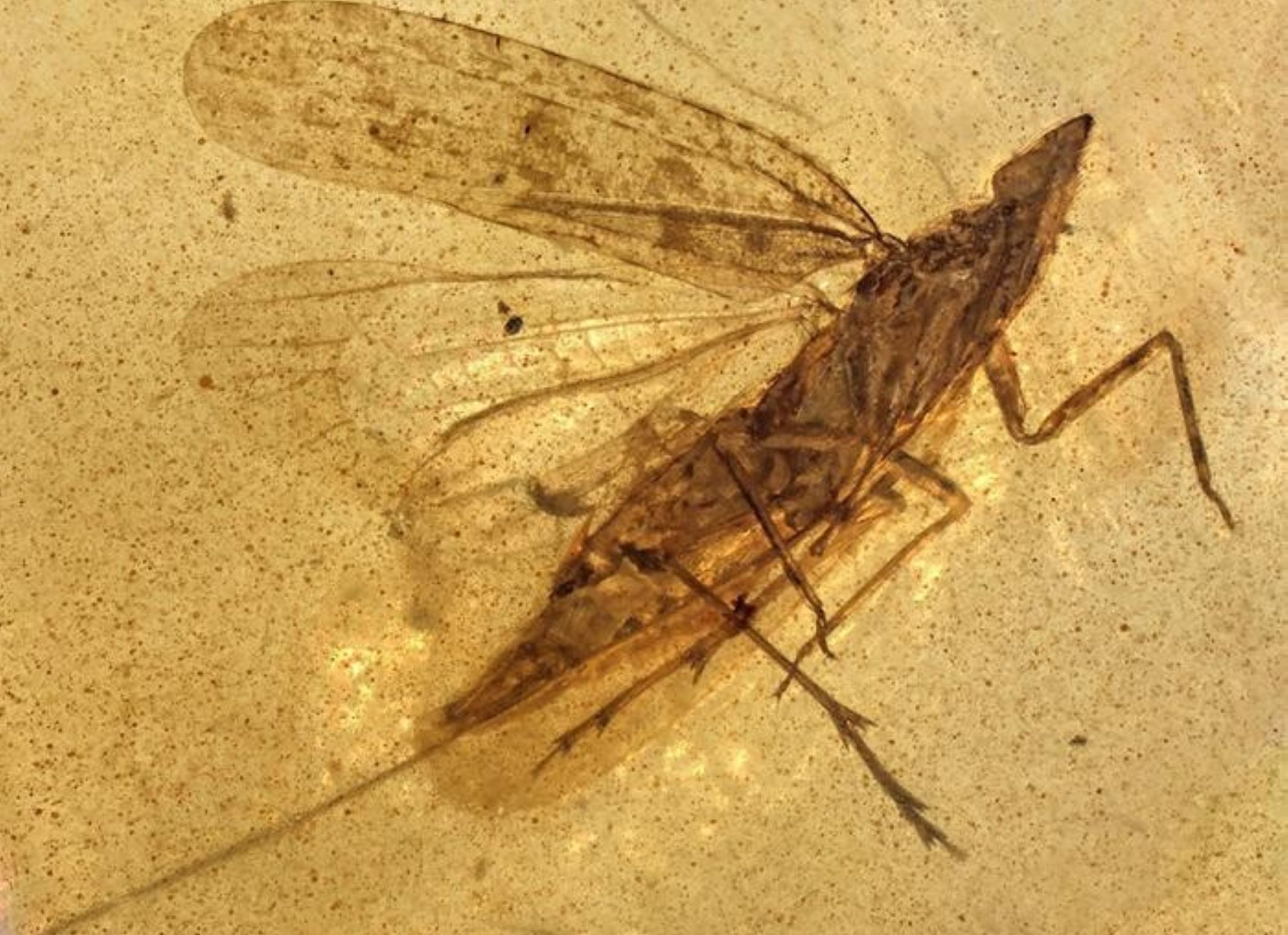 Bizarre insect from the age of dinosaurs had a mouth twice its body length