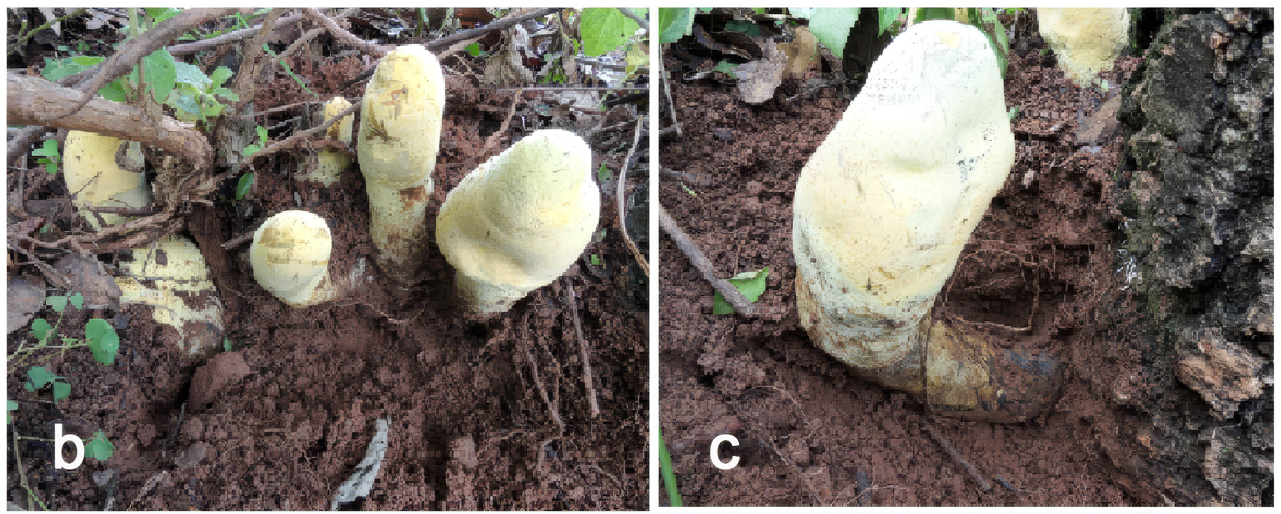 Scientists discover a massive fungus with a towering body that belongs to a whole new family born just after the dinosaurs went extinct