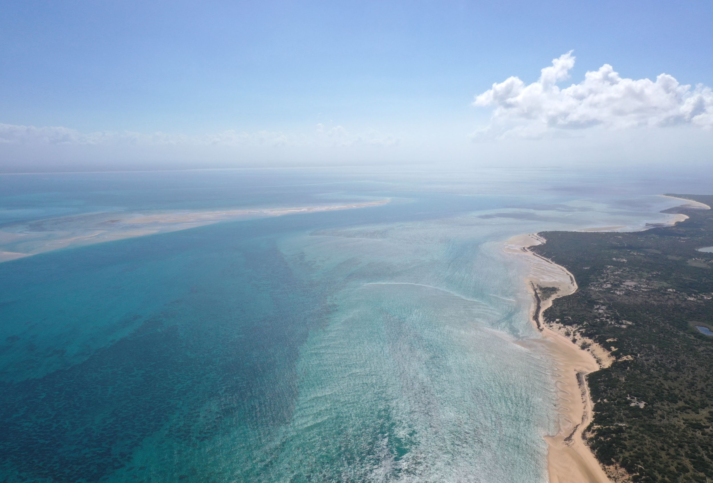Forests that drowned thousands of years ago have been reborn as reefs full of fish