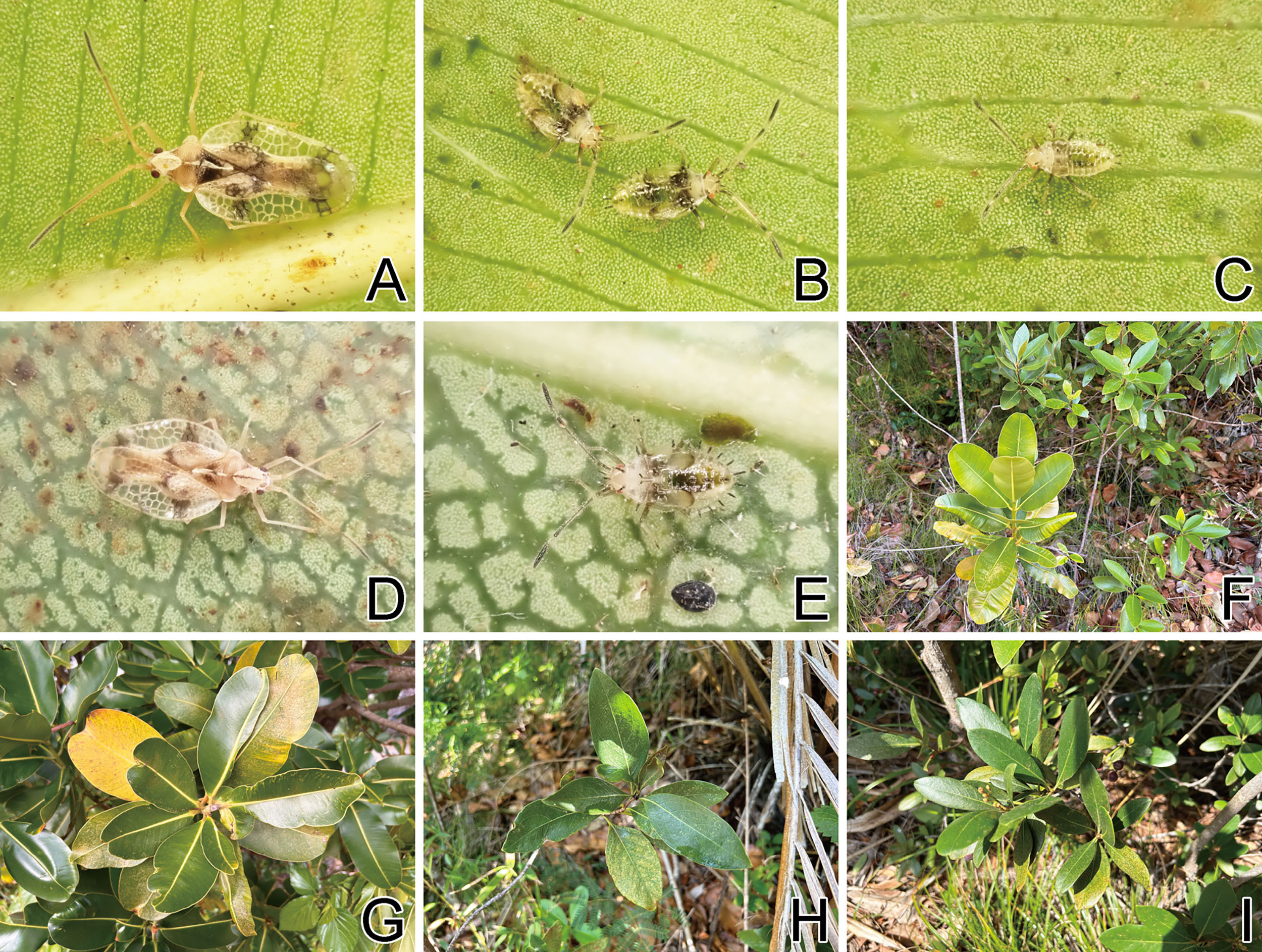 Three Paired Insect DNA testing identifies a new insect species, proving evolution is much ...