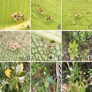 Three Paired Insect DNA testing identifies a new insect species, proving evolution is much ...