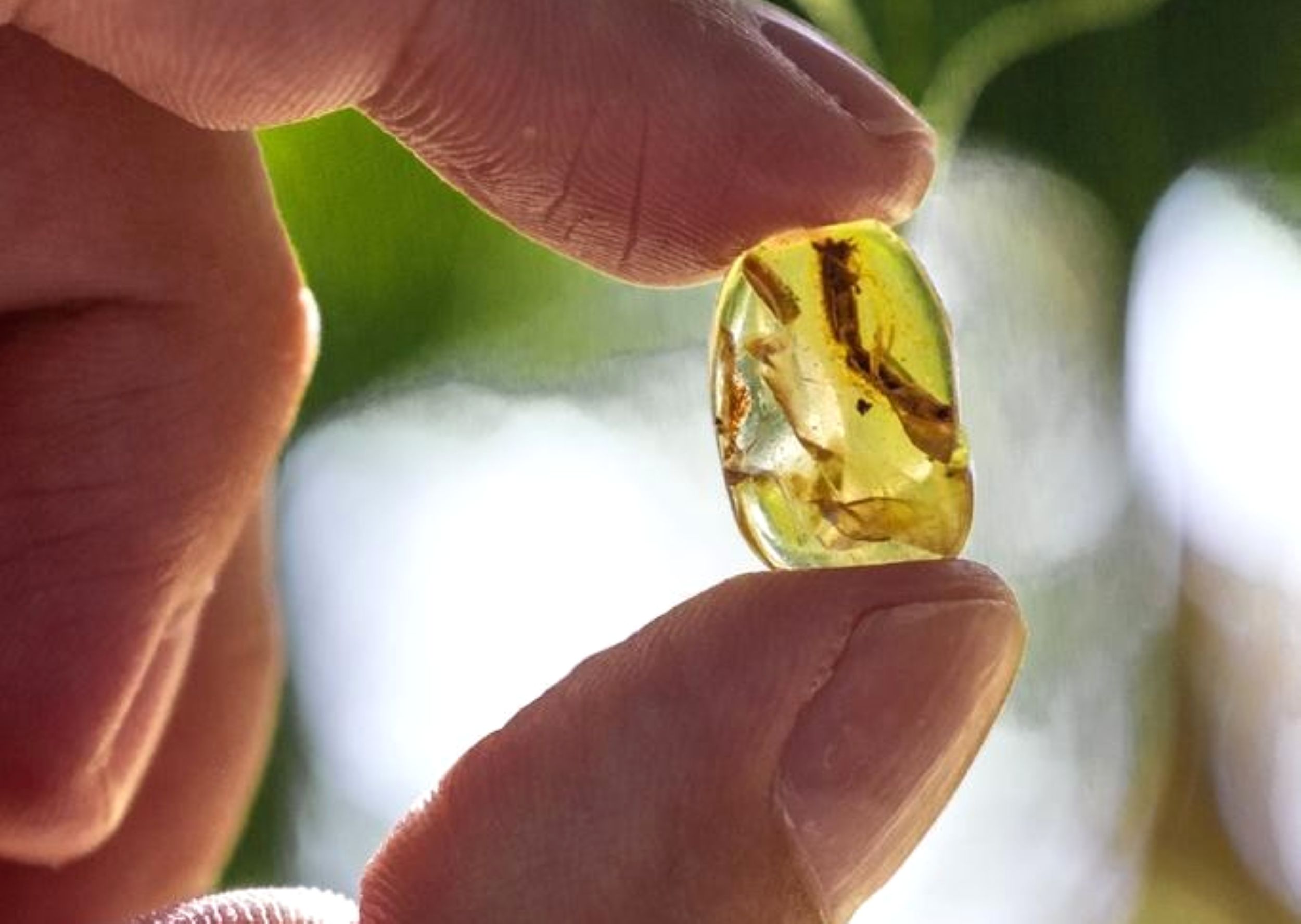 Lizard tail trapped in amber reveals a 99-million-year-old survival trick