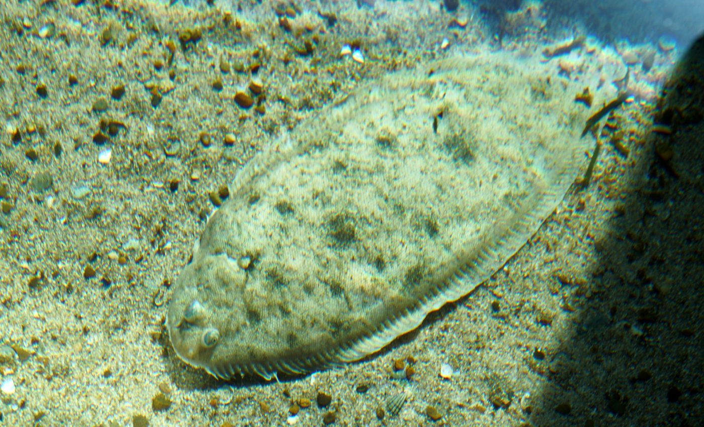 Flat Fish Bruin Blog