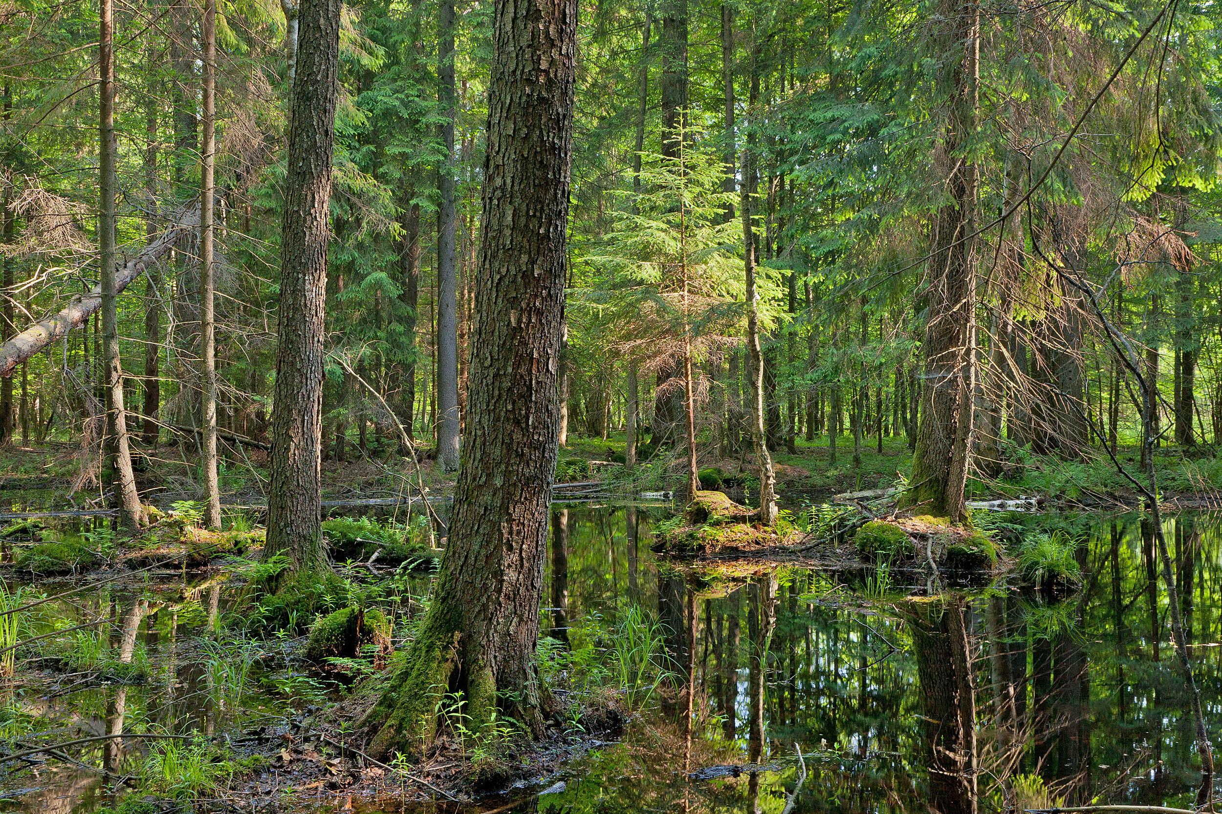 What Is The Importance Of Bialowieza GDVPDJ What Is The Importance Of Bialowieza GDVPDJ