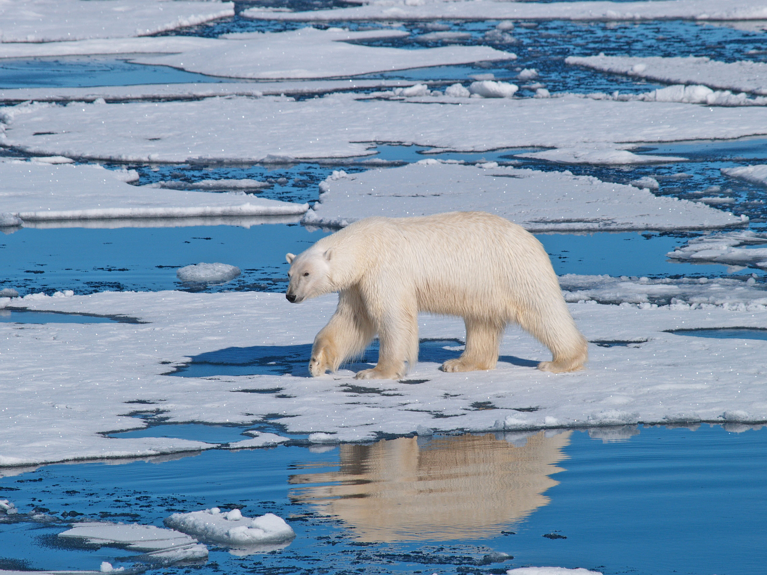 Climate Change on Wildlife - Polar bears usually walk on ice to find and catch seals, since seals swim too quick for the bear