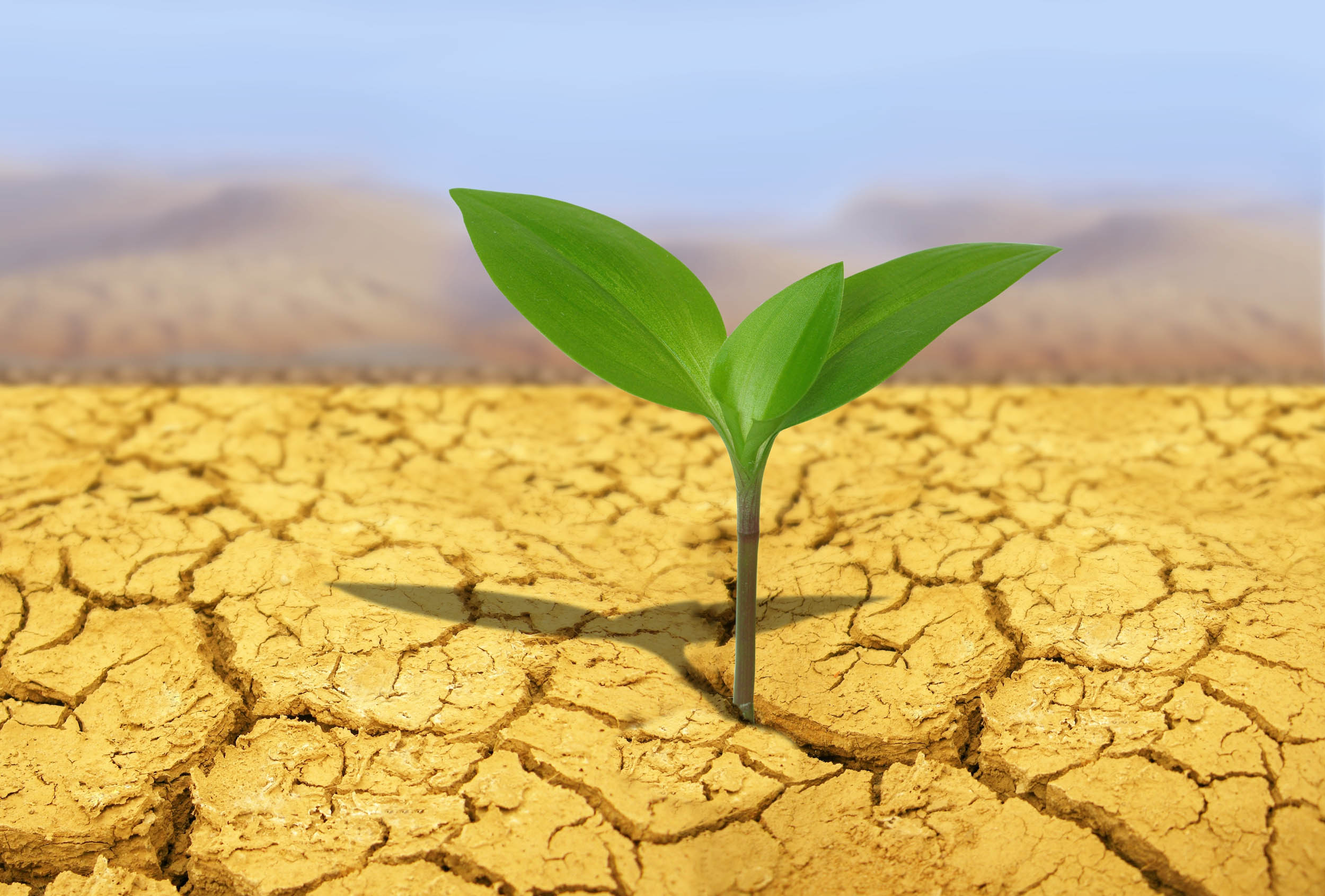 Microbes help plants survive severe drought • Microbes help plants survive severe drought •