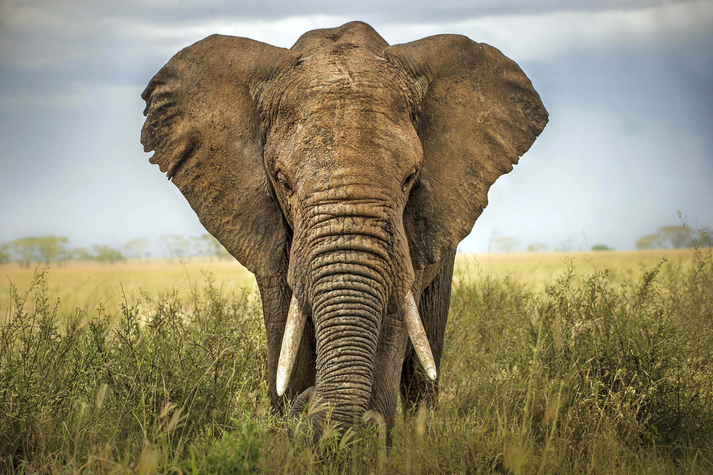 Herbivorous mammals have tubbier tummies, new research claims • Earth.com