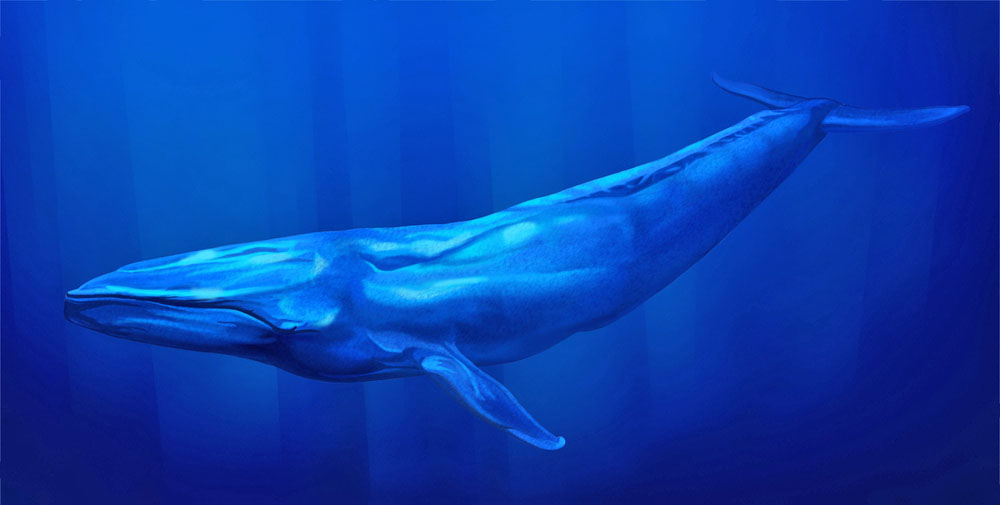 a description of the blue whale as the largest creature of the sea a description of the blue whale as the largest creature of the sea