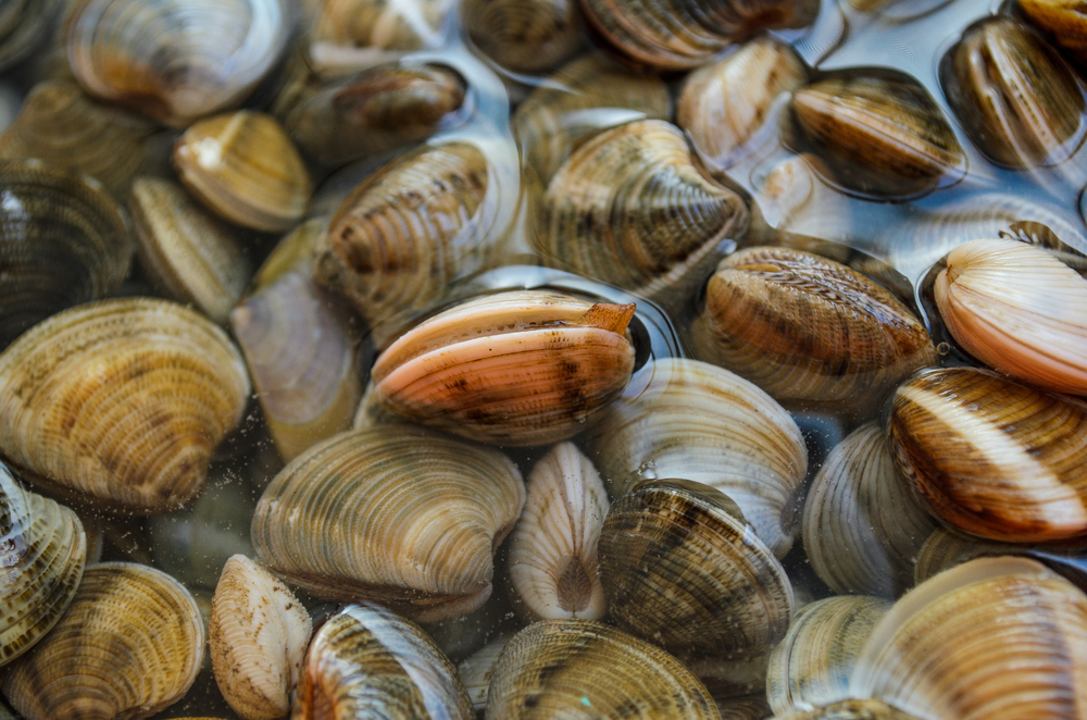 Pictures of clams on sale in the ocean