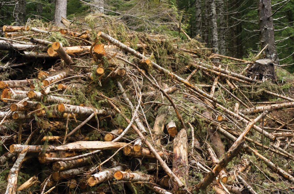 Forest biomass processing plants are too expensive for most communities