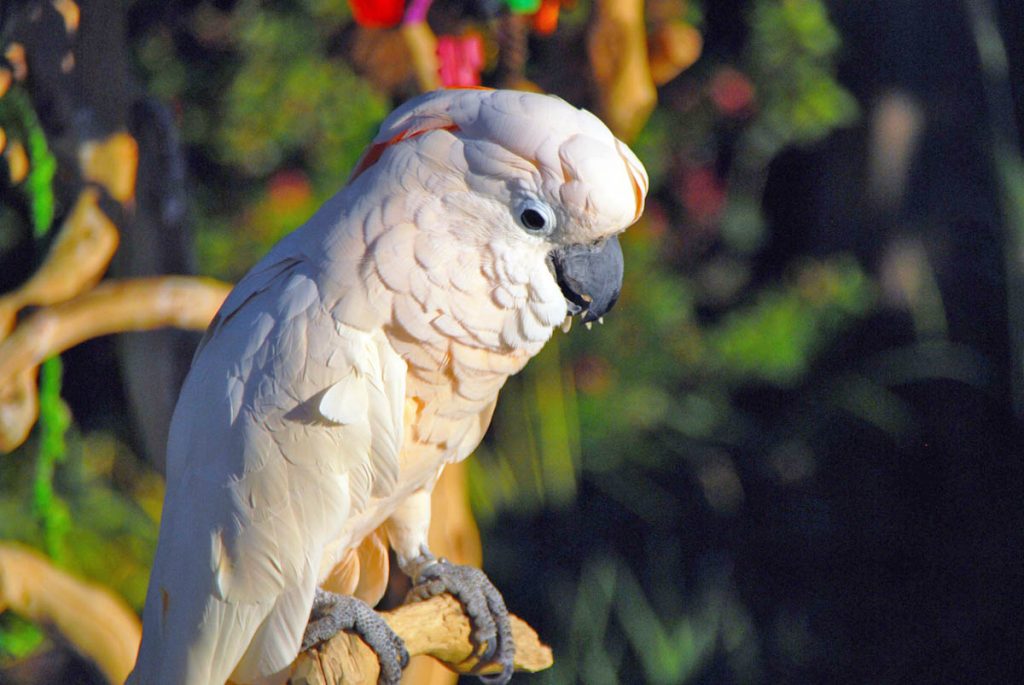 Cacatua moluccensis •