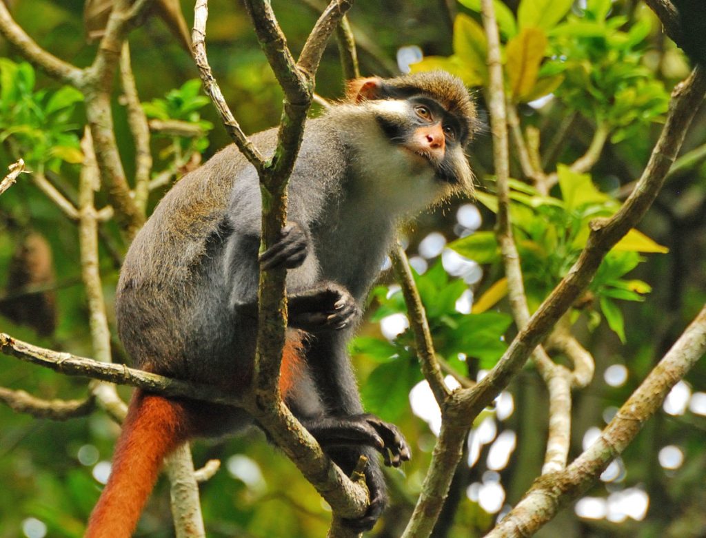 Cercopithecus erythrotis •