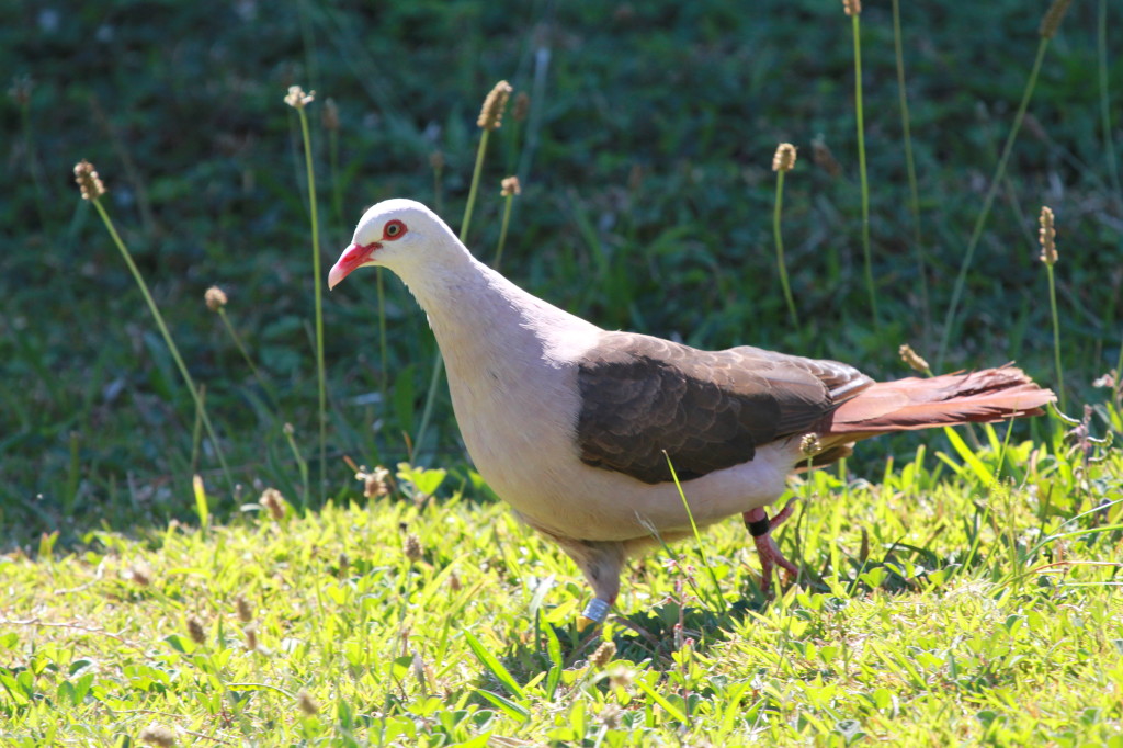 columba mayeri
