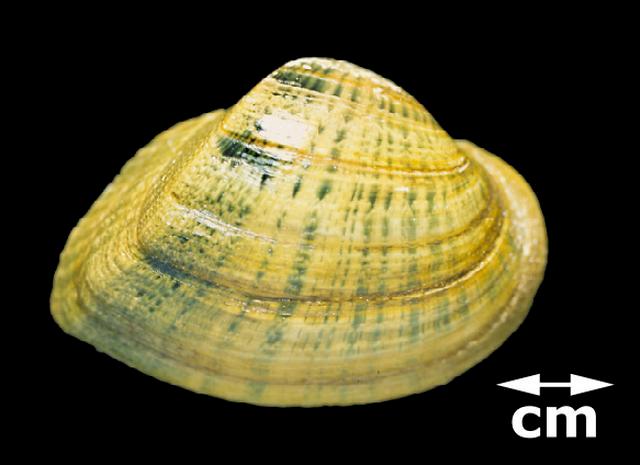 epioblasma triquetra