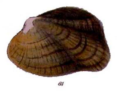 epioblasma turgidula