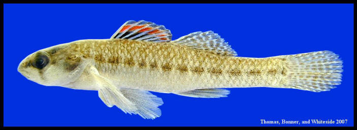 etheostoma fonticola