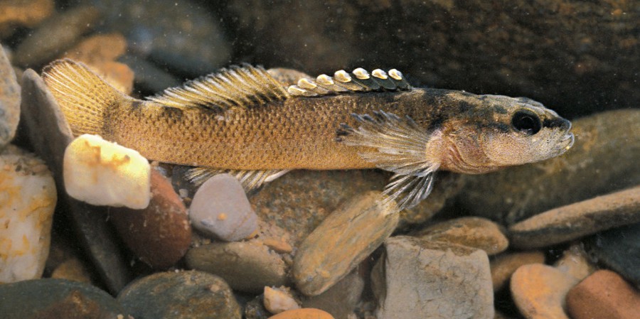 etheostoma percnurum
