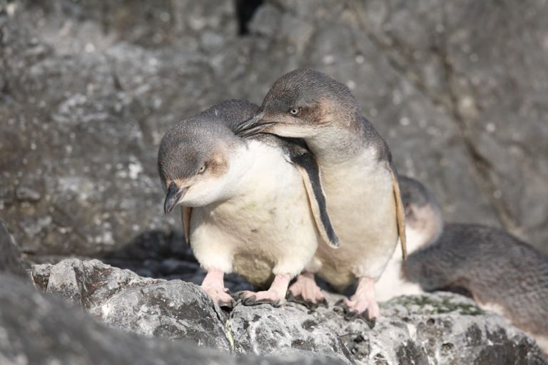 Eudyptula albosignata •