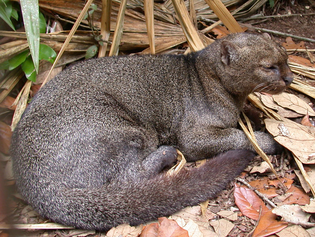 herpailurus felis yagouaroundi fossata